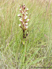 Disa cooperi