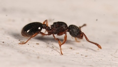Myrmecina graminicola