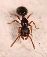 Myrmecina graminicola