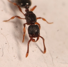 Myrmecina graminicola