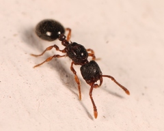 Myrmecina graminicola