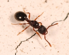 Myrmecina graminicola