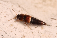 Tachyporus nitidulus