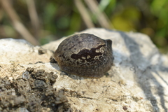 Drusia ibera
