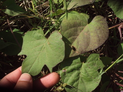 Ipomoea indivisa