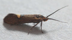 Esperia sulphurella