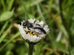 Andrena cineraria