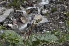 Rheum maximowiczii