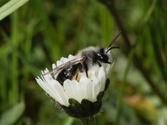 Andrena cineraria