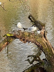 Chroicocephalus ridibundus