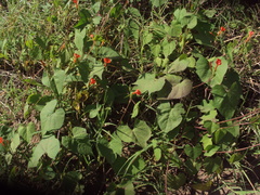 Ipomoea indivisa