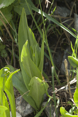 Dactylorhiza umbrosa