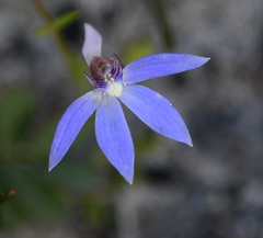 Cyanicula aperta