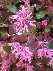 Loropetalum