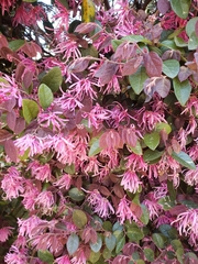 Loropetalum