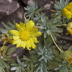 Euryops acraeus