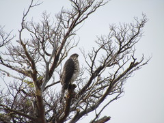 Accipiter chilensis