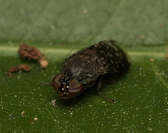 Phobeticomyia