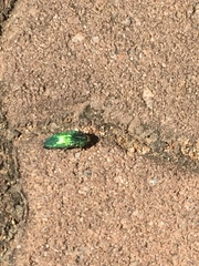 Acmaeodera