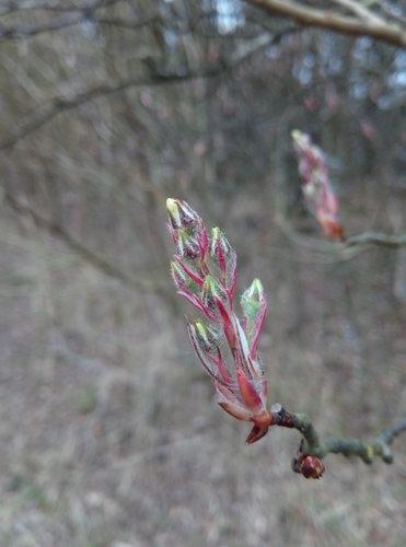 Amelanchier × lamarckii, photograph 1