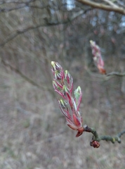 leighmus, CC0, iNaturalist via GBIF Amelanchier × lamarckii, photograph leighmus, CC0, iNaturalist via GBIF