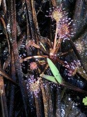 Drosera