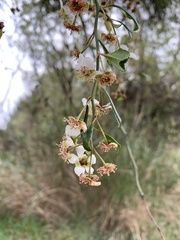 Prinsepia scandens