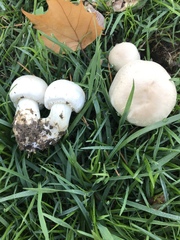 Agaricus