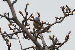 Cyanistes caeruleus
