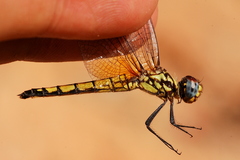 Trithemis selika