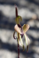 Caladenia brevisura