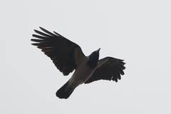Corvus cornix
