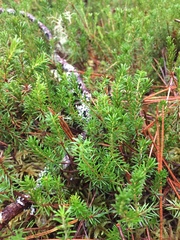 Schwarze Krähenbeere (Empetrum nigrum): Herkunft und Verwendung — Foto 2