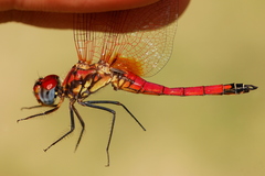Trithemis selika
