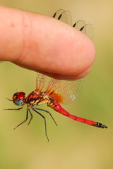 Trithemis selika