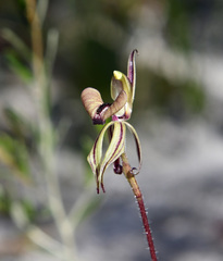 Caladenia brevisura