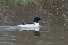 Mergus merganser