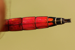 Trithemis selika
