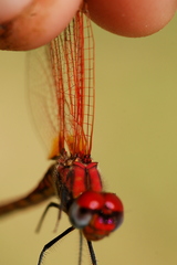 Trithemis selika
