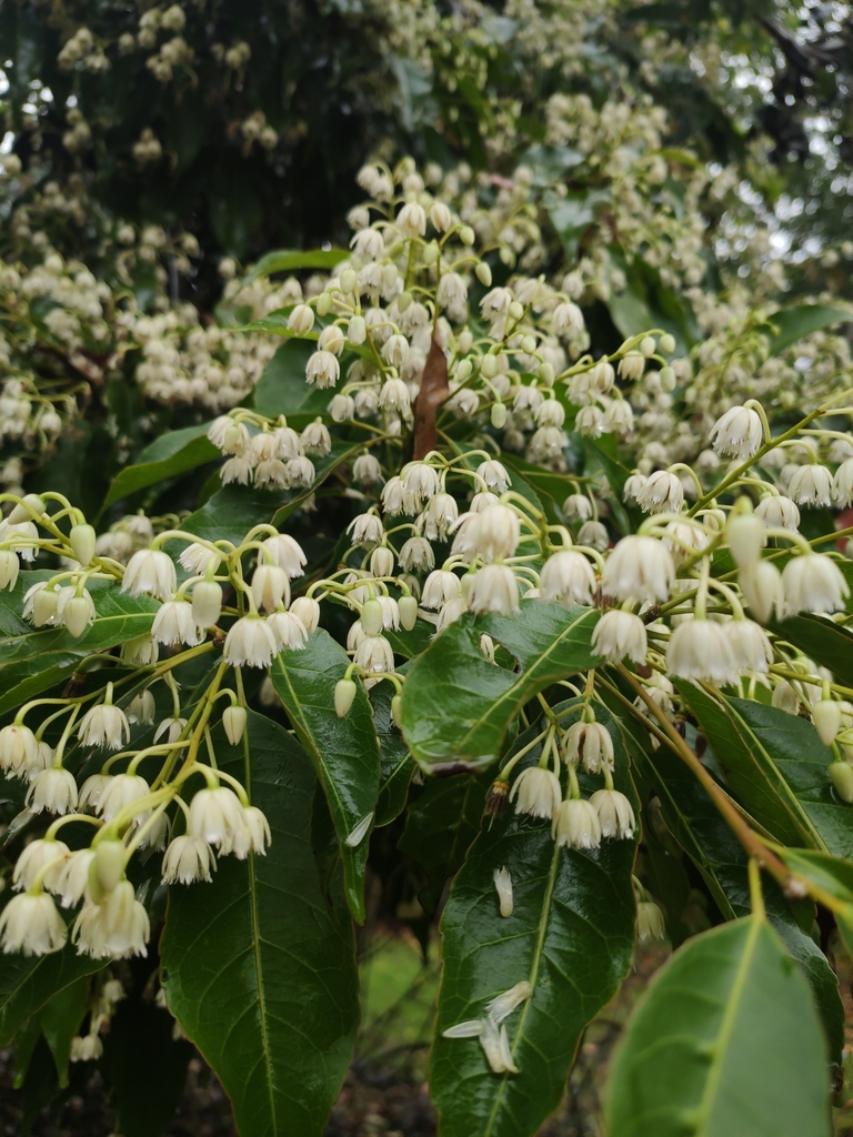 Elaeocarpus varunua (Elaeocarpus varunua)