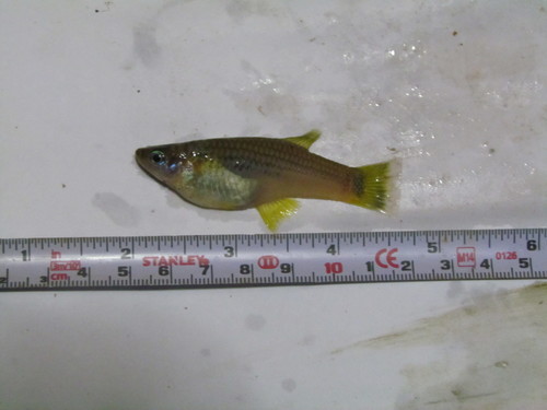 Hubers kiellevendbarende (Alfaro huberi) — Poeciliidae — 5