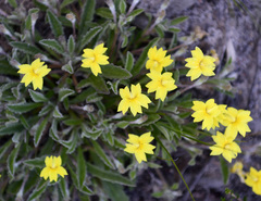 Goodenia affinis