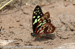 Graphium cyrnus