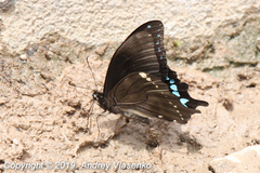 Papilio epiphorbas
