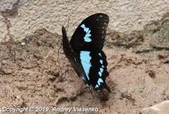 Papilio epiphorbas