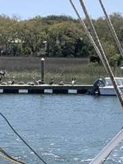 Pelecanus occidentalis