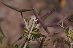 Periploca laevigata angustifolia