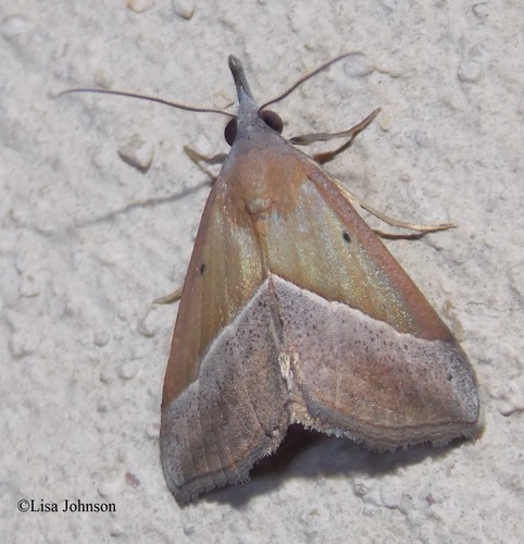 Brown Triangle Snout