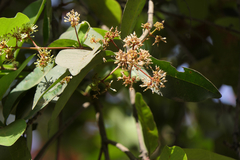 Ixora brachiata