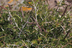 Periploca laevigata angustifolia